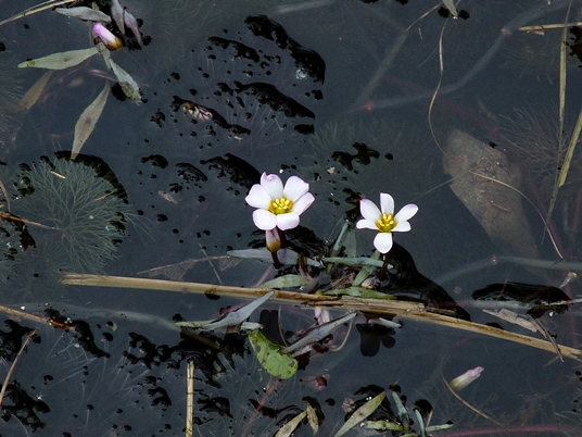 {Cabomba caroliniana}